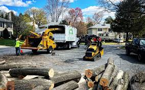 Best Tree and Shrub Care  in Bertsch Oceanview, CA