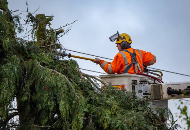 Best Fruit Tree Pruning  in Bertsch Oceanview, CA