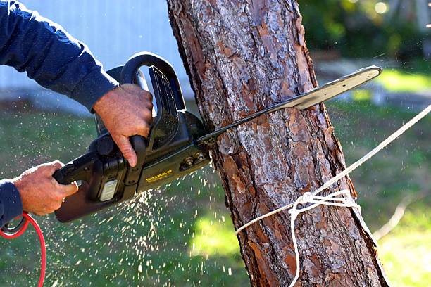 Best Tree Maintenance Programs  in Bertsch Oceanview, CA