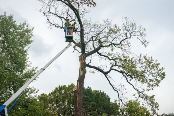 Best Root Management and Removal  in Bertsch Oceanview, CA